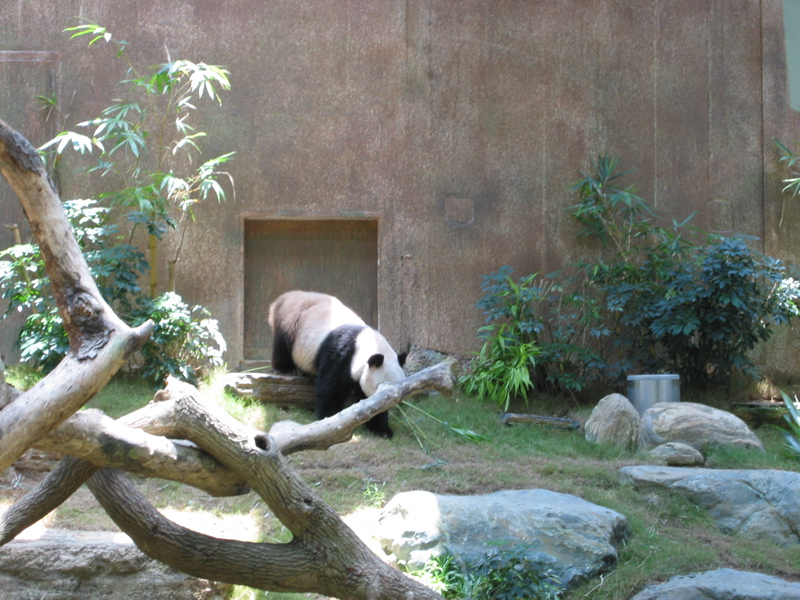 Ocean Park 021