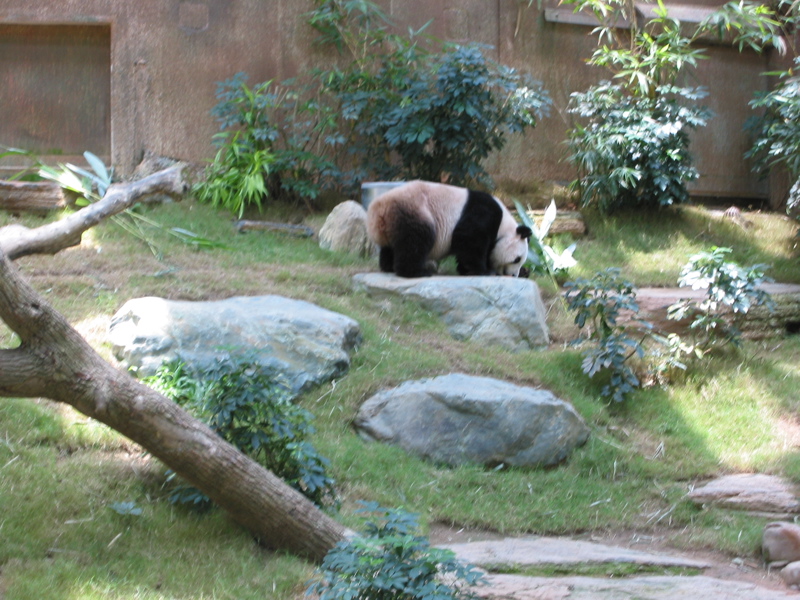 Ocean Park 022