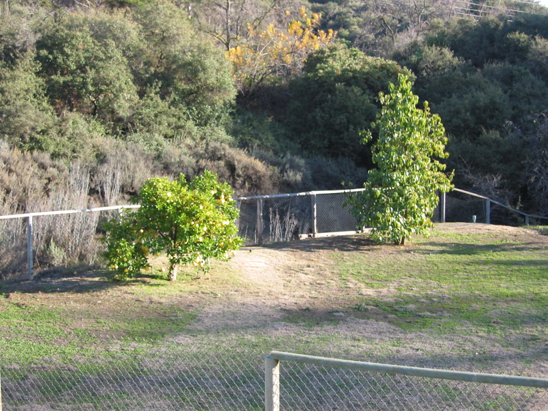 backyard2