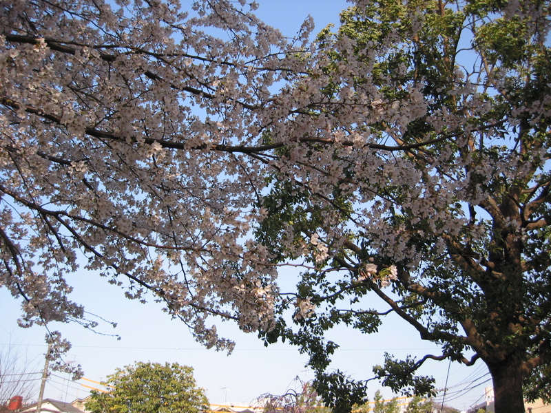 IMG_0882.JPG