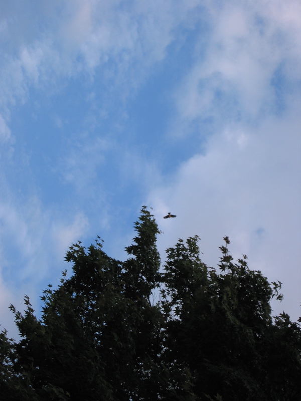 IMG_2131.JPG