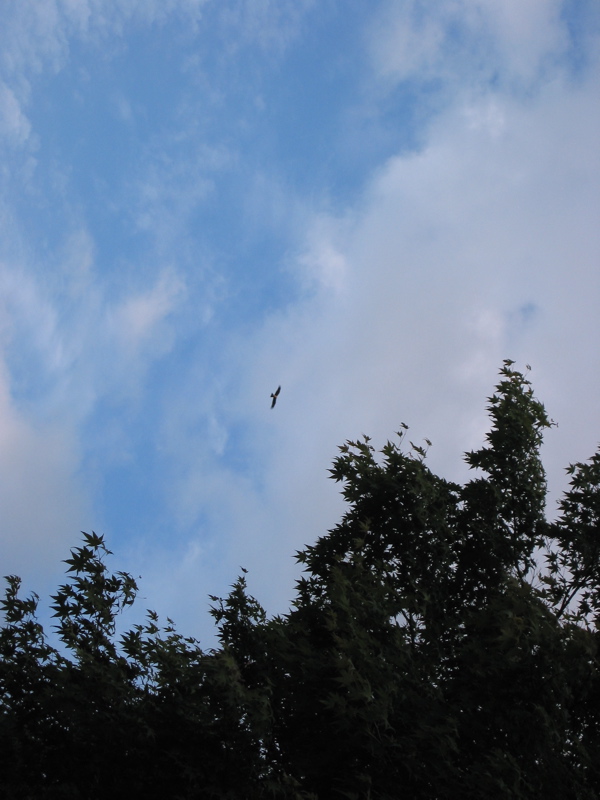 IMG_2132.JPG
