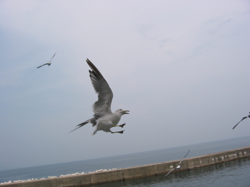 IMG_1593.JPG