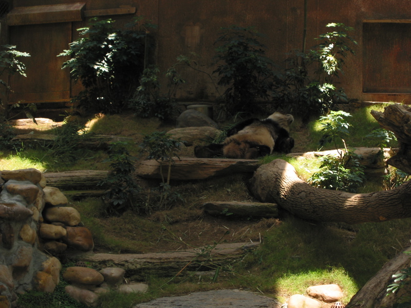 Ocean Park 018