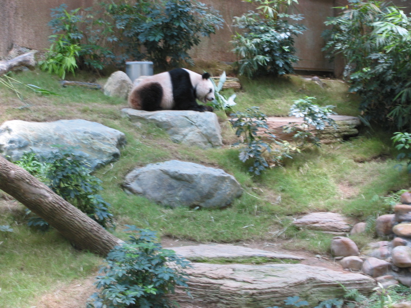 Ocean Park 023